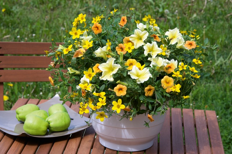  Petunie Bidens 